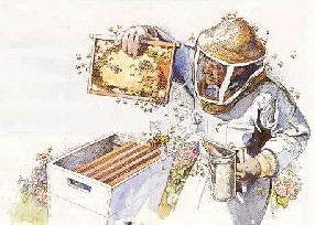 Recherchez un bon apiculteur
