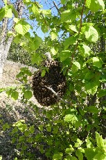 Apiculteur amateur, je récupère des essaims d’abeilles Le Val