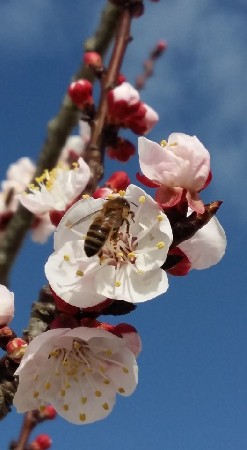abeille sur abricotier en février