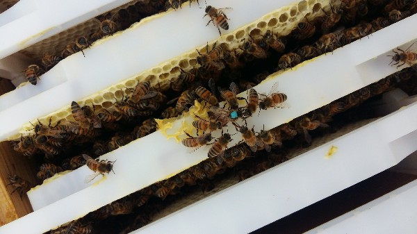 reine marquée entourée de ses abeilles dans un nucleus