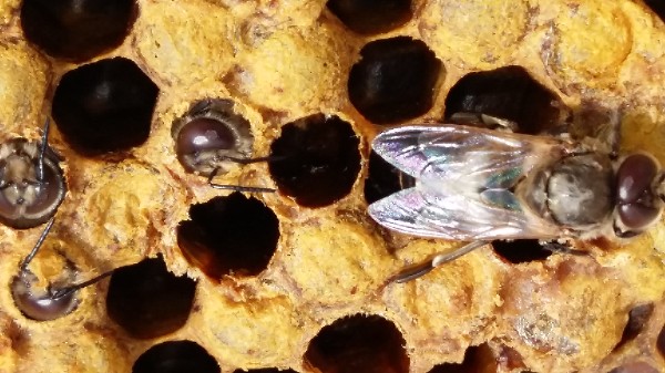 naissance de faux bourdons (mâles abeille) qui doivent très nombreux et bien nourris au printemps pour pouvoir féconder correctement les reines lors des vols de fécondation