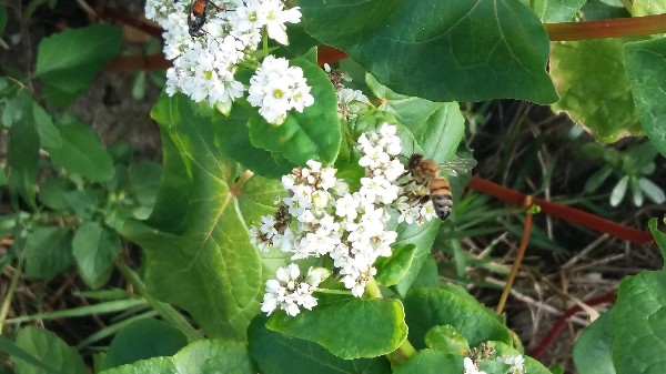 abeille sur fleur de sarrasin . Une bonne pollinisation des fleurs augmente considérablement le rendement de la culture de blé noir