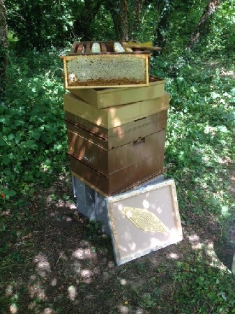 Récolte d'une hausse de miel de fleurs sauvages au rucher