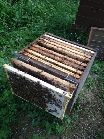 Contrôle d'une ruche au rucher