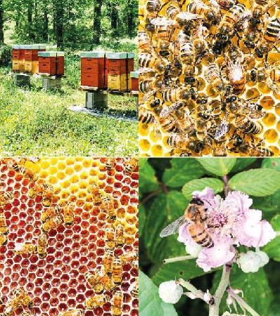 Quelques photos de nos abeilles!