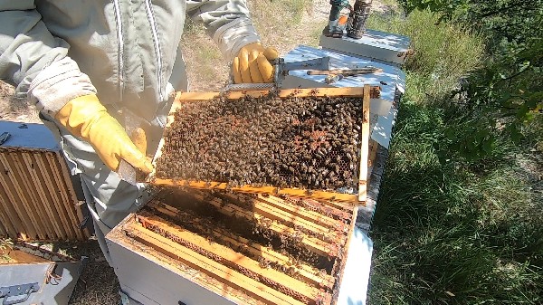 Cadres de ruches en activités