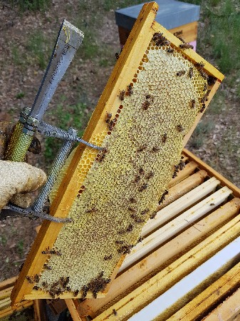 un cadre bien rempli de miel toutes fleurs